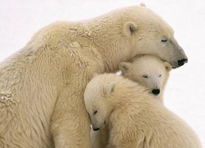 حقایق شگفت انگیز در مورد خرس های قطبی